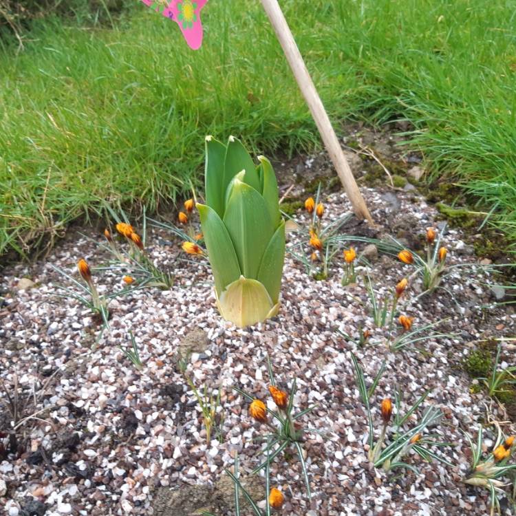 Plant image Eremurus Robustus