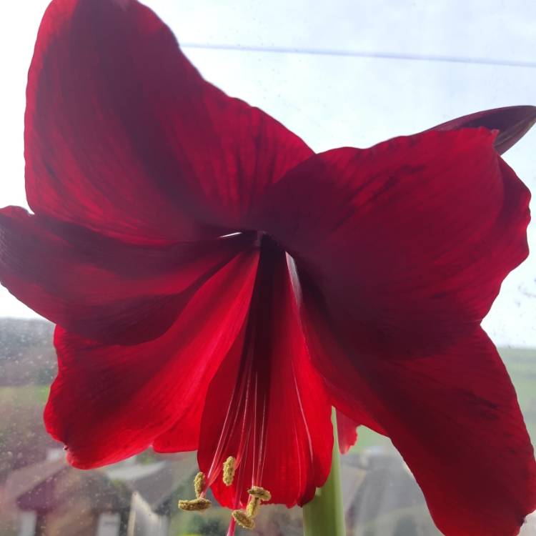 Plant image Hippeastrum 'Black Pearl'