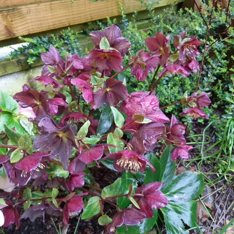 Plant image Helleborus 'Coseh 4100' (HGC Ice 'N' Roses Series) syn. Helleborus 'HGC Ice 'N' Roses Red'