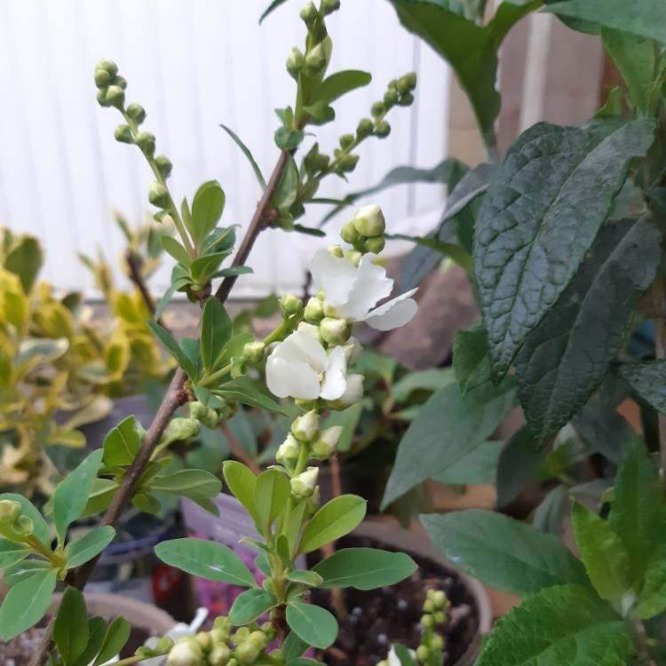 Plant image Exochorda Serratifolia 'Snow White'