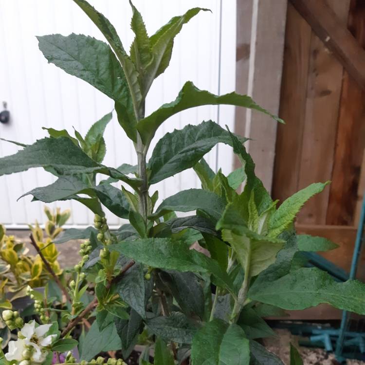 Plant image Buddleja 'Pink Delight' syn. Buddleja davidii 'Pink Delight', Buddleja x pikei 'Pink Delight'