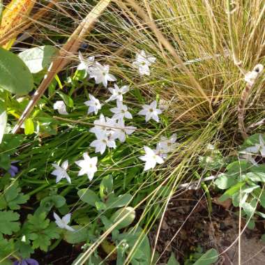 Ipheion uniflorum 'Wisley Blue'