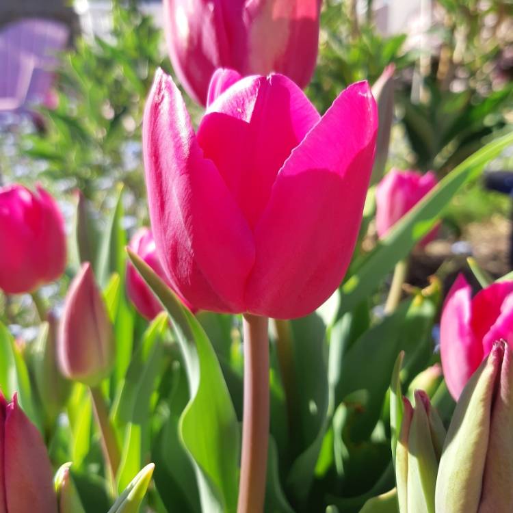 Plant image Tulipa 'Barcelona'