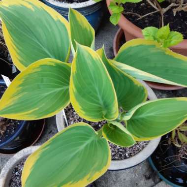 Hosta 'Liberty'