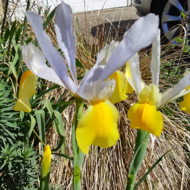 Plant image Iris x hollandica 'Apollo'