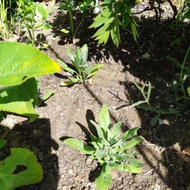 Matthiola incana