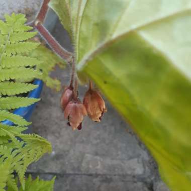 Dysosma versipellis 'Spotty Dotty' syn. Podophyllum versipelle 'Spotty Dotty'