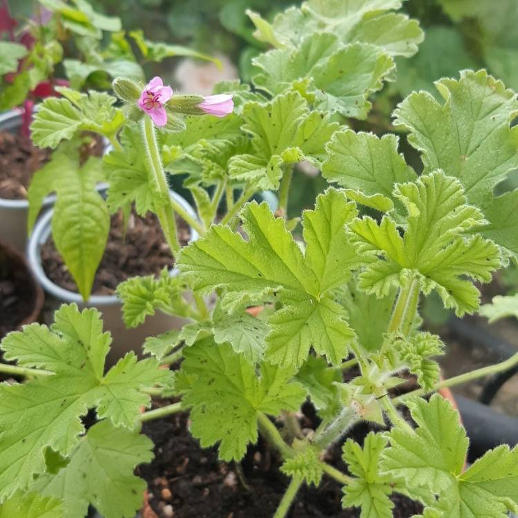 Plant image Pelargonium 'Attar of Roses'