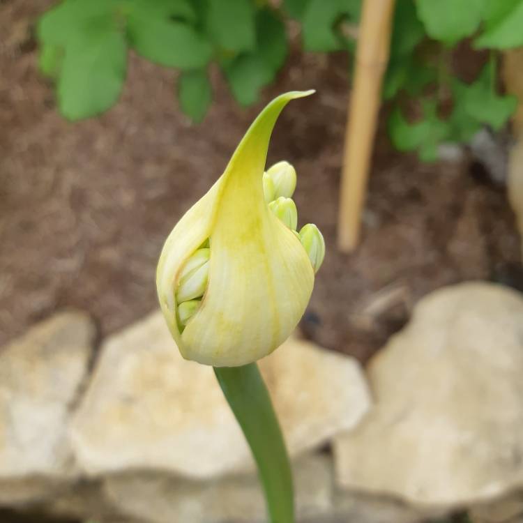 plant image 1342166