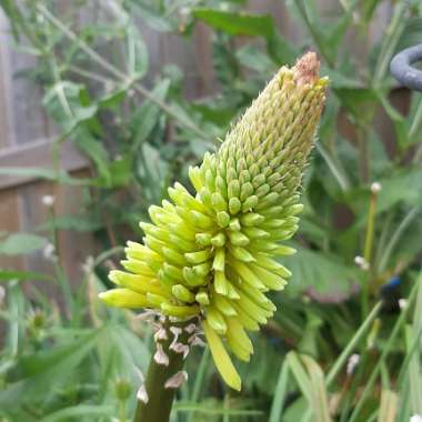 Kniphofia