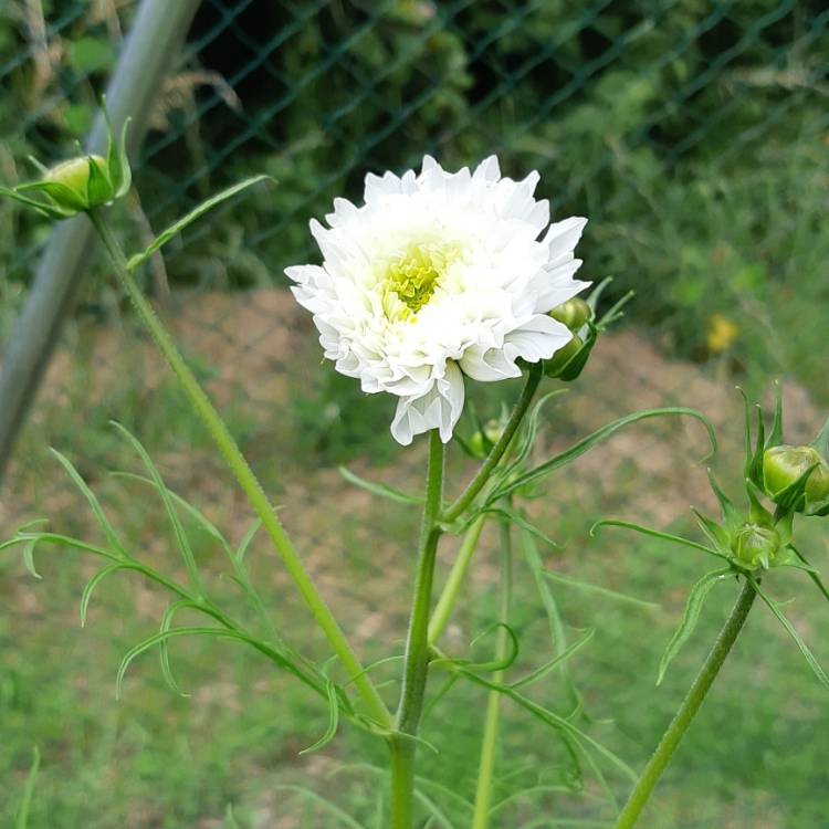 Plant image Cosmos 'Razzmatazz' (Mix)