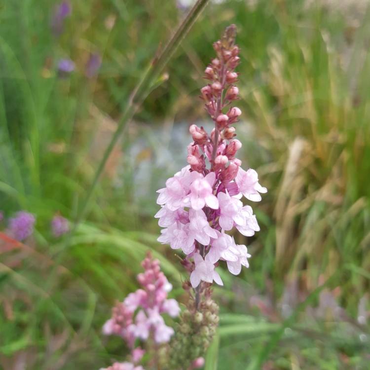 Plant image Linaria purpurea 'Canon Went'