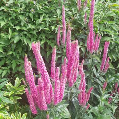 Veronica longifolia 'Allkiss' syn. Veronica longifolia 'First Kiss'