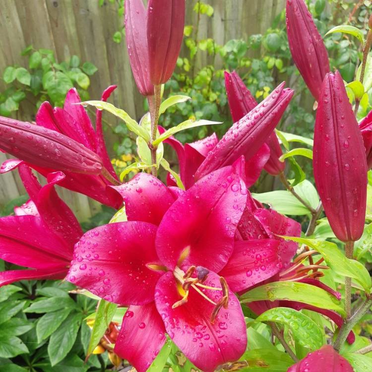 Lilium 'Robina' syn. Lilium 'Pink Explosion', Lily 'Robina' (Other ...