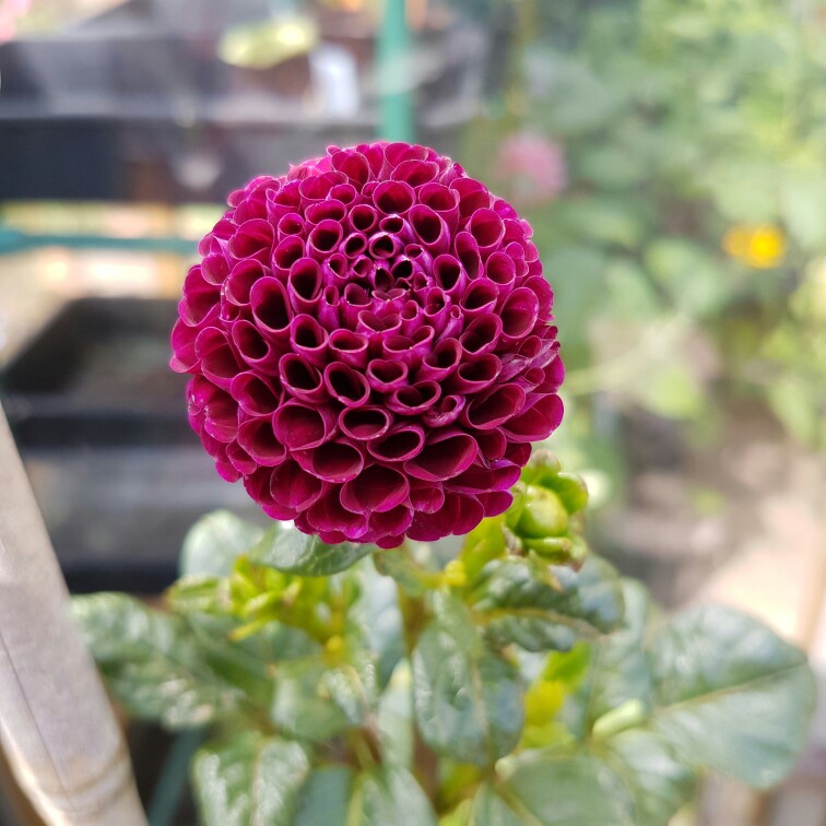 Dahlia