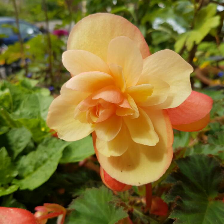 Plant image Begonia 'Fragrant Falls Peach'