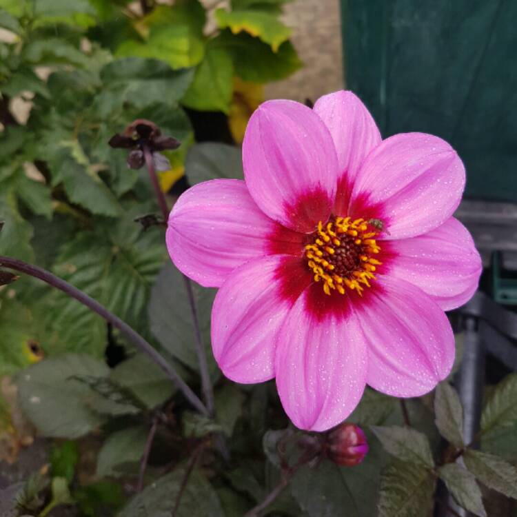 Plant image Dahlia 'Happy Single™ Wink'