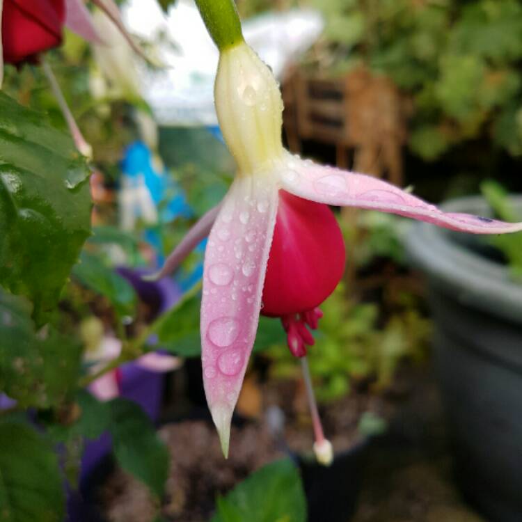 Plant image Fuchsia 'Celia Smedley'