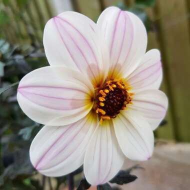 Dahlia 'Zone Ten' syn. Dahlia 'Mystic Dreamer', Dahlia 'Mystic Star', Dahlia 'Candy Eyes', Dahlia 'Kapow'