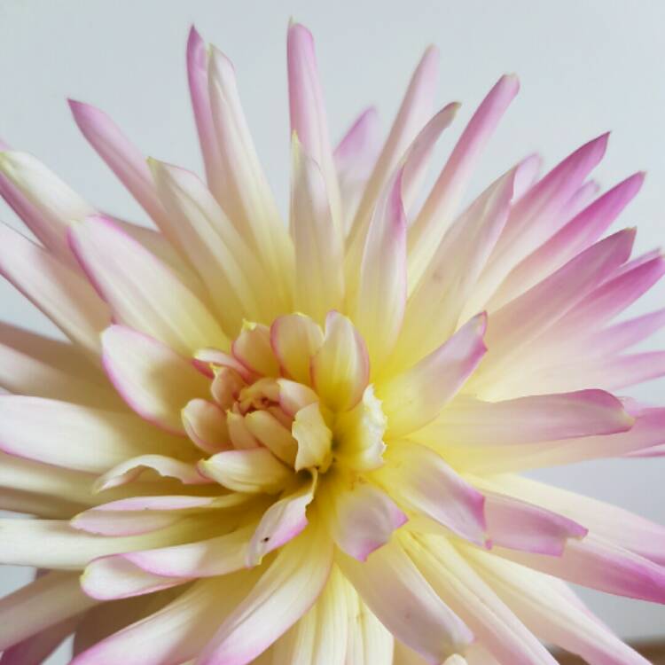 Dahlia 'Sabrina', Dahlia 'Sabrina' - uploaded by @trees.p