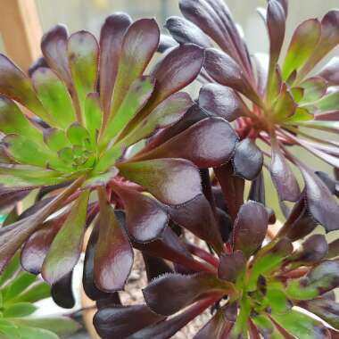 Aeonium Arboreum Zwartkop