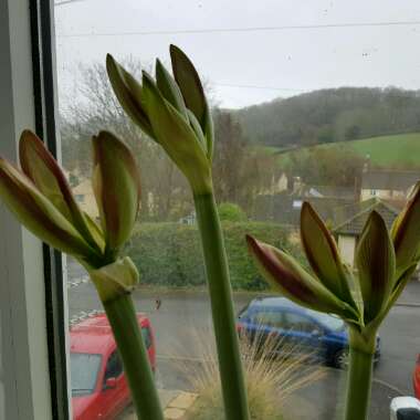 Hippeastrum (Galaxy Group) 'Ambiance'