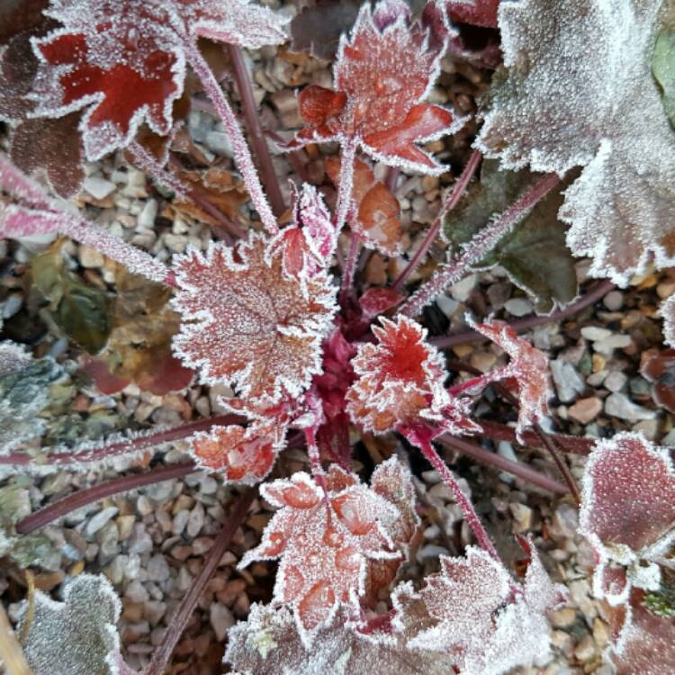 Plant image Heuchera 'Fire Chief'