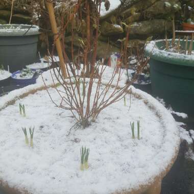 Crocus chrysanthus 'Snow Bunting'