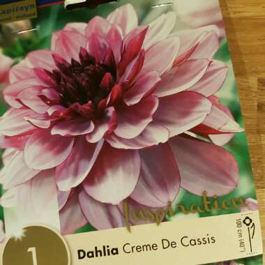 Dahlia 'Creme De Cassis'