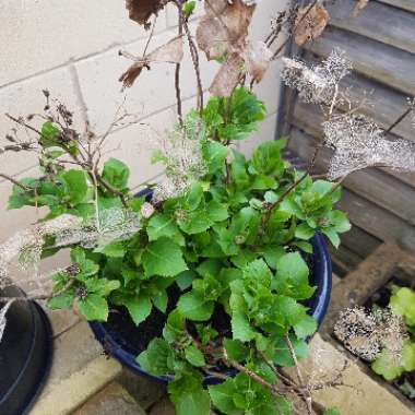 Hydrangea macrophylla 'Blueberry Cheesecake'