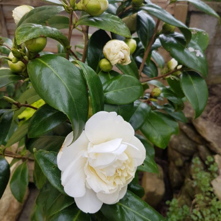 Plant image Camellia japonica 'Silver Anniversary'