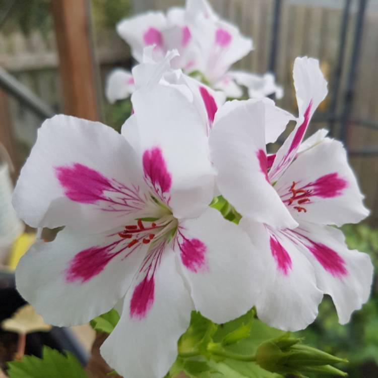 Plant image Pelargonium 'Ritchie'