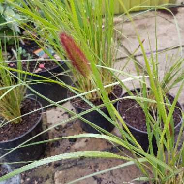 Pennisetum messiacum 'Red Buttons'