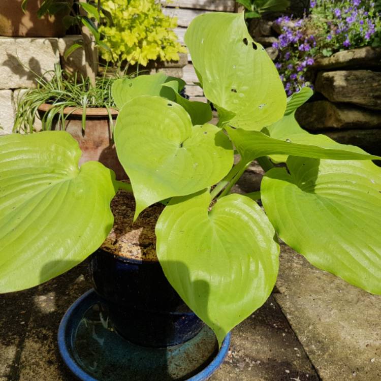 Plant image Hosta 'Sum and Substance'