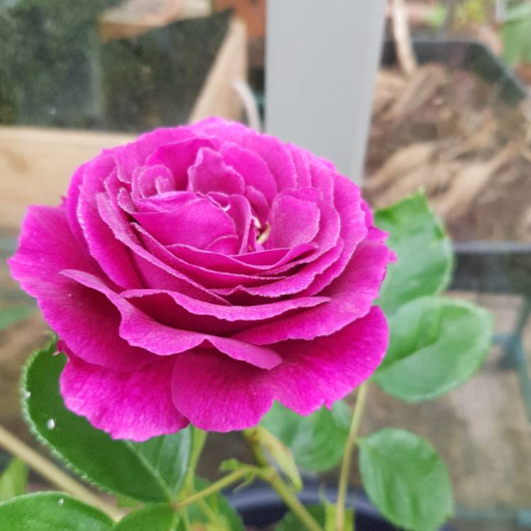 Plant image Rosa 'Ebb Tide'