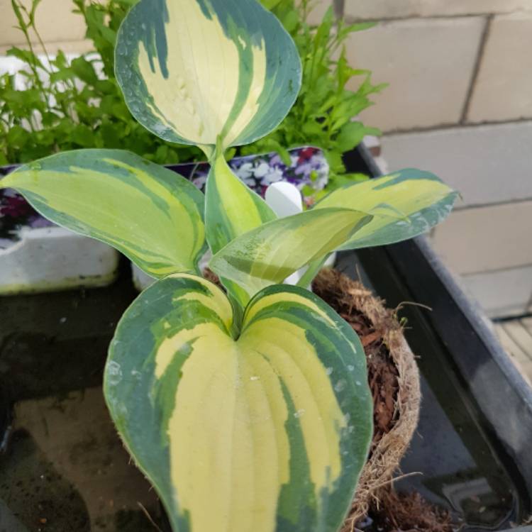 Plant image Hosta 'Dinner Jacket'