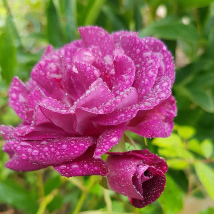 Plant image Rosa 'Prose' syn. Rosa 'Burgundy Iceberg', Rosa 'Burgundy Ice'