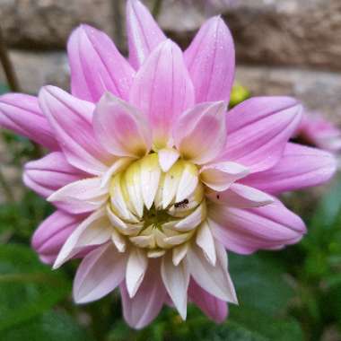 Dahlia 'Offshore Dream'