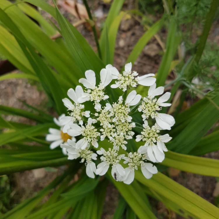 Plant image Orlaya Grandiflora