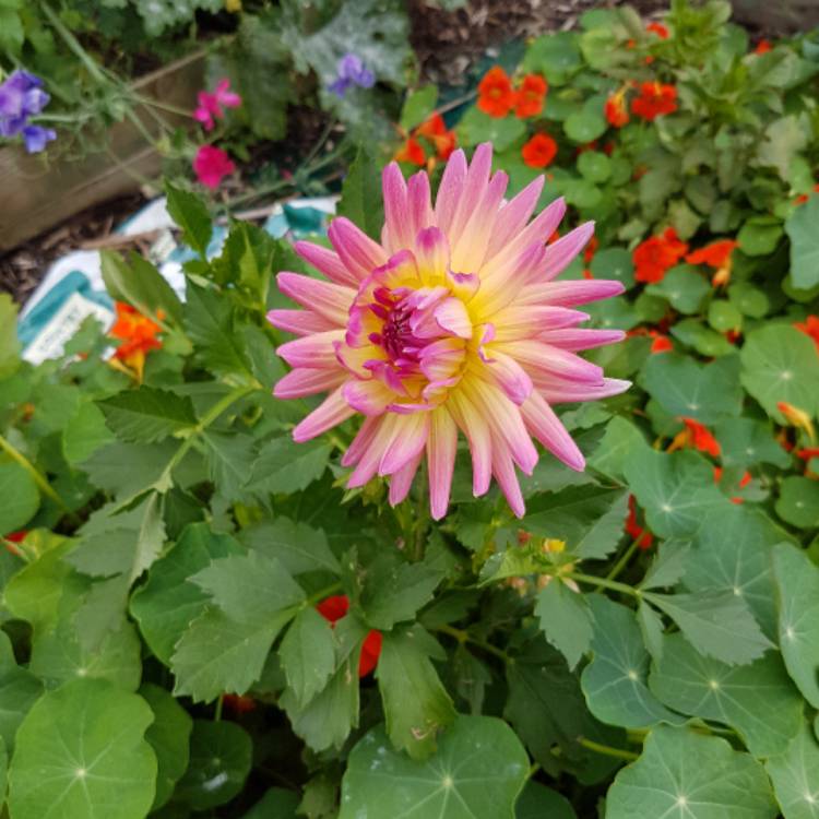 Dahlia 'Sabrina', Dahlia 'Sabrina' - uploaded by @trees.p