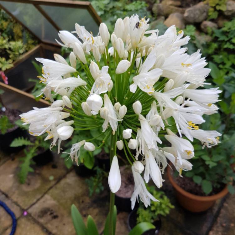 Plant image Agapanthus 'White Heaven'