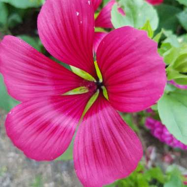 Malope trifida 'Vulcan'