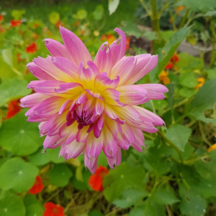 Dahlia 'Sabrina', Dahlia 'Sabrina' - uploaded by @trees.p