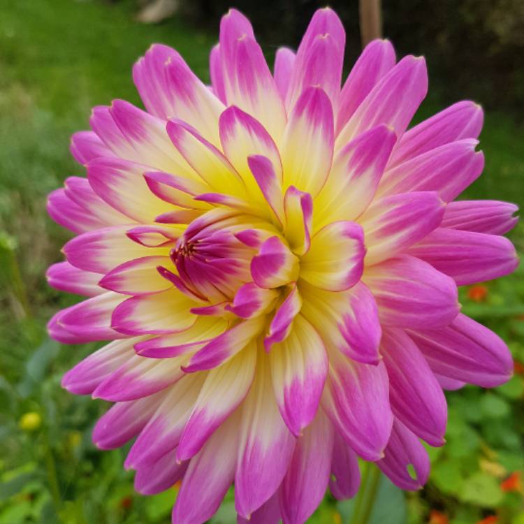 Dahlia 'Sabrina', Dahlia 'Sabrina' - uploaded by @trees.p