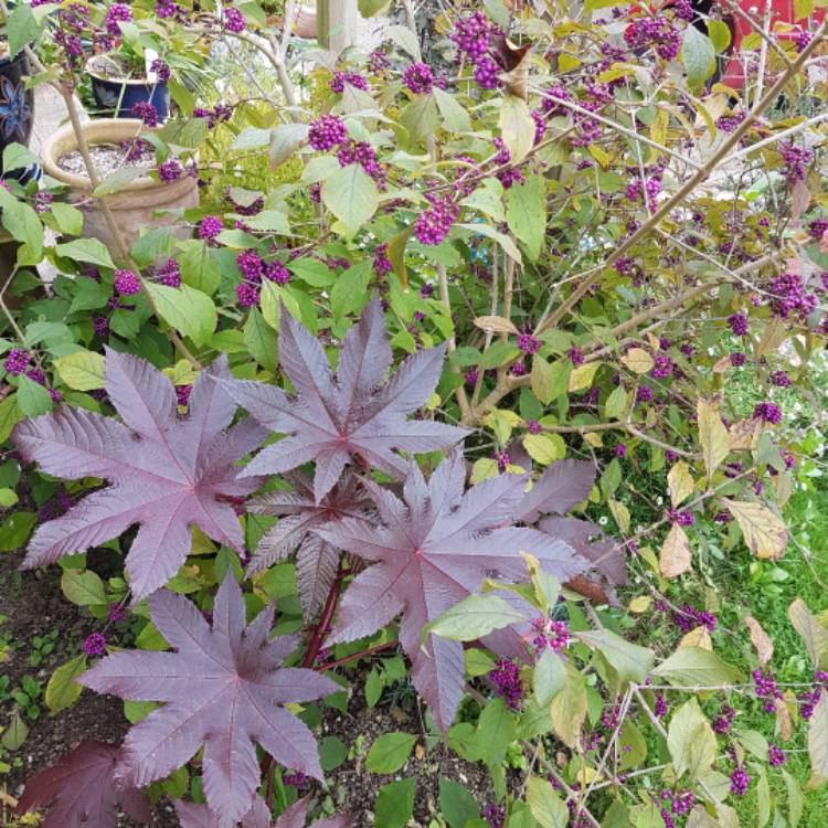 Plant image Ricinus communis 'Red Giant'