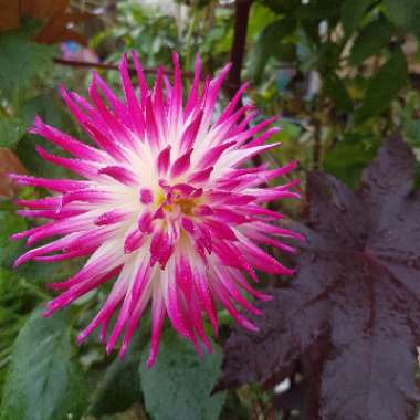 Dahlia 'Geerlings Sorbet'