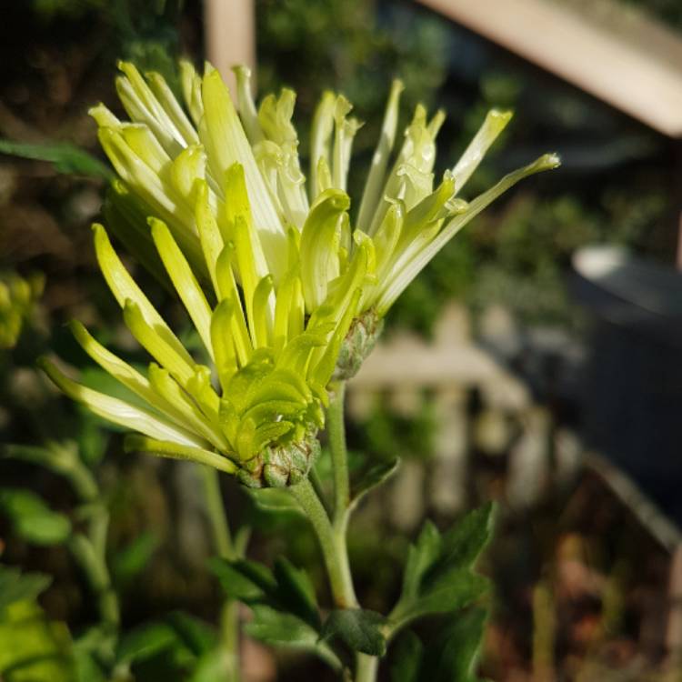 Plant image Chrysanthemum 'Green Mist'