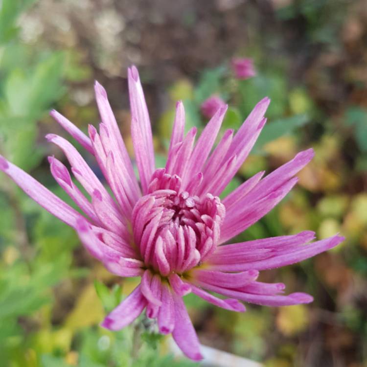 Plant image Chrysanthemum 'Skomer Pink'