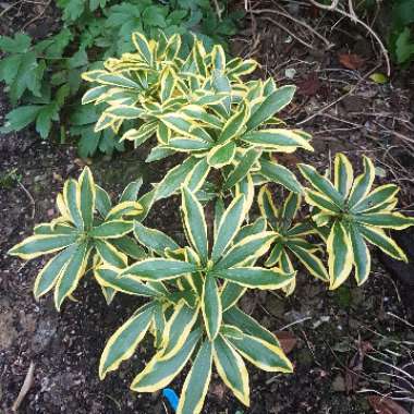 Daphne odora 'Rebecca'