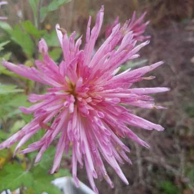 Chrysanthemum 'Skomer Pink'